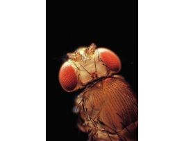 INTRO. DROSOPHILA SET