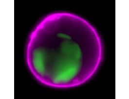 ANNEXIN V CF488A CONJUGATE