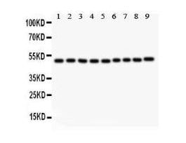 ANTI-C-MYC ANTIBODY