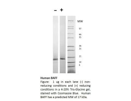 100-24-500UG HUMAN BAFF