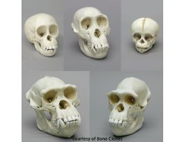 MODEL PRIMATE SKULL SET HOW WE GOT HERE.