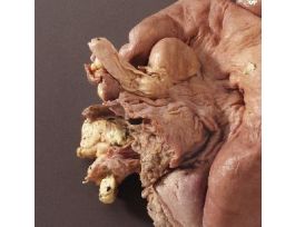 COW OVARY PRESERVED JAR/EACH