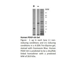 100-16AF-500UG HUMAN PDGF-AA (AF)