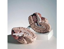 MODEL INTRODUCTORY BRAIN (2PT)