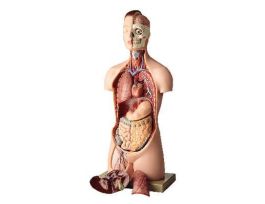 MODEL TEACHING TORSO GENDERLESS