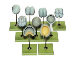 MODEL CELL DIVI NUCLEAR MEMB LANCELET-SP