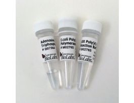 E. COLI POLY POLYMERASE, 2500U