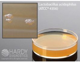 MEDIUM LACTOBACILLI MRS AGR SM PLTD PK10