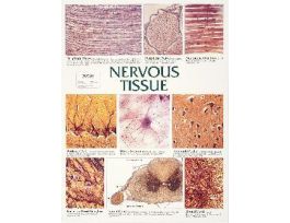 CHART WALL NERVOUS TISSUE 46 CMX 61 CM