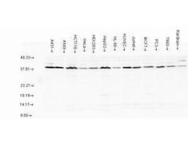 AHA1 ANTIBODY 100UL