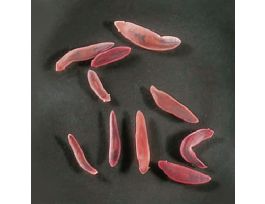 FASCIOLA HEPATICA ADULTS VIAL/10