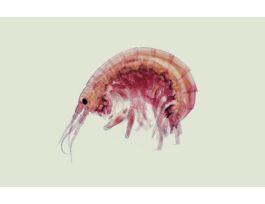 GAMMARUS(WM)STRUCTUREOF TYPICAL AMPHIPOD