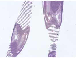 FISH GILL (SECT) H&T SLIDE