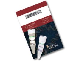 Sph I 250 units, Restriction Enzyme Endonuclease