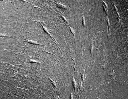 CULTURE FLASK T75 PK5