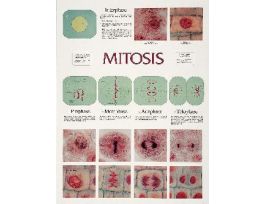 CHART WALL MITOSIS 46 CM X 61 CM