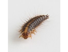 DERMESTIDS (Mixed Stages) Pk/50