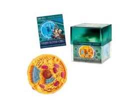 MODEL WHITE BLOOD 7-PC 3.63X4.13X3.63 IN EA