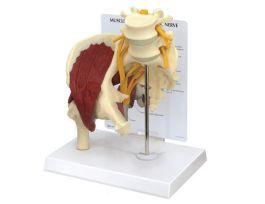 MODEL HIP JOINT MUSCLES SCIATIC NERVE