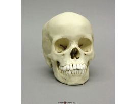 MODEL SKULL CHILD 13 YR OLD