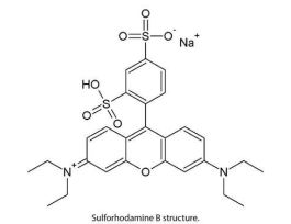 CYTOTOXICITY ASSAY SRB 1000