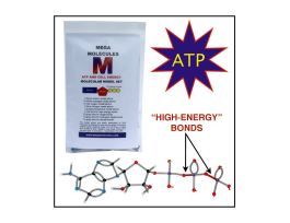 ATP AND CELL ENERGY MODEL SET