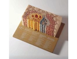 MODEL HERBACEOUS DICOT STEM SECTION