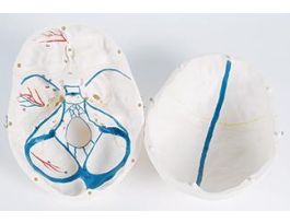 MODEL INTRODEMOSKULL W/KEY