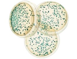 Transformation/E. Coli/pGal, Blue Colony