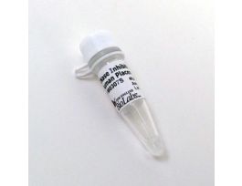 RNASE INHIBTOR HUMAN 2000UNITS