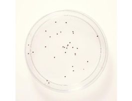 ARTIFICIAL SILKWORM DIET 1/2 LB. DRY