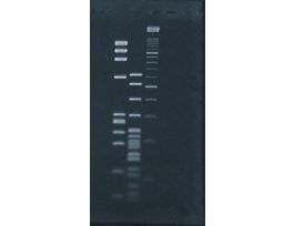 GENEMATE SIEVE GQA AGAROSE.