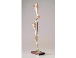 HORSE FORELIMB ARTICULATED NATURAL