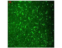 CAV1-2 ANTIBODY 100UG