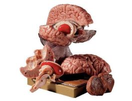 MODEL COMPREHENSIVE BRAIN
