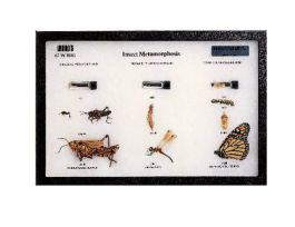 RKR MT INSECT METAMORPHOSIS 20CMX 30CM