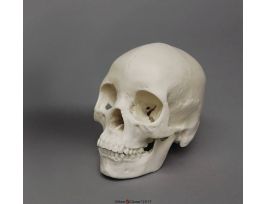 MODEL SKULL FM ASIAN ECONOMY