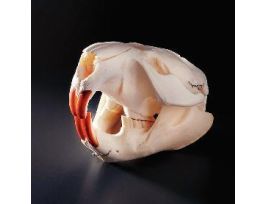 BEAVER SKULL NATURAL BONE