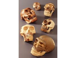 MODEL PROCONSUL SKULL RESTORATION