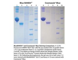 PROTEIN STAIN BLUE BANDIT ULT-PR GRD 1L