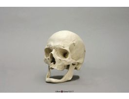 MODEL SKULL M EUROPEAN ELDERLY