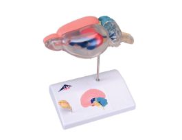 MODEL RAT BRAIN COMPARATIVE ANATOMY