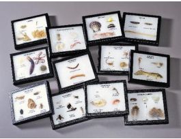 Animal Kingdom Survey Rkr Mts st/ 12 EA