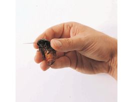 HISS COCKROACH ADULT PK3