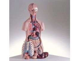 MODEL MEDICAL OPEN-BACK TORSO