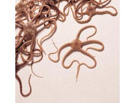 BRITTLE STAR (OPHIURA) PM JAR/10