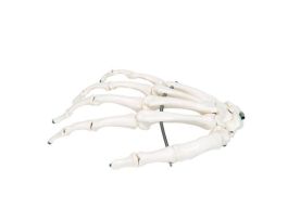 MODEL HAND SKELETON ON WIRE