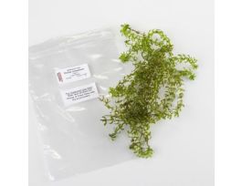 LIVE ELODEA CANADENSIS PKG/12