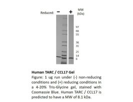 100-42-500UG HUMAN TARC / CCL17