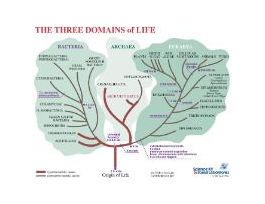 BOOK STUD NOTE PHYLOGENETIC TREE PK/30